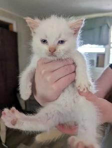 ragdoll kittens ready to go - Photo 4