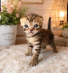 CHATONS SCOTTISH TOP QUALITÉS - Photo 2