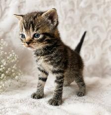 CHATONS SCOTTISH TOP QUALITÉS - Photo 4
