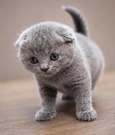 CHATONS SCOTTISH TOP QUALITÉS - Photo 6