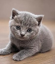 CHATONS SCOTTISH TOP QUALITÉS - Photo 7