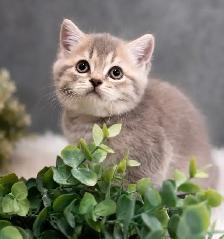 CHATONS SCOTTISH TOP QUALITÉS - Photo 8