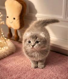 CHATONS SCOTTISH TOP QUALITÉS - Photo 9