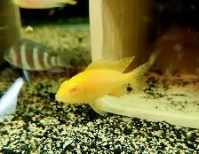 African cichlid juveniles on sale 1.5'-2.5' - Photo 6