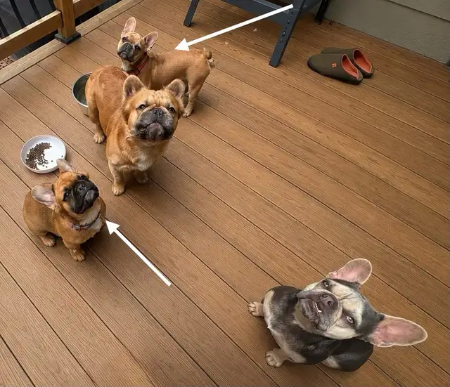 Bouledogues Français –  Disponibles