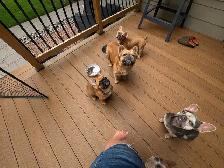 Bouledogues Français –  Disponibles - Photo 2