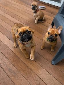 Bouledogues Français –  Disponibles - Photo 4