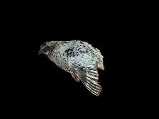 Quails Pender island BC - Photo 2