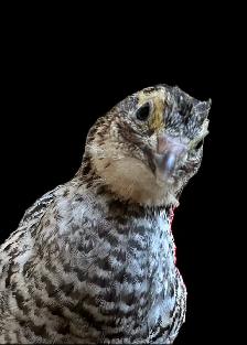 Quails Pender island BC - Photo 3