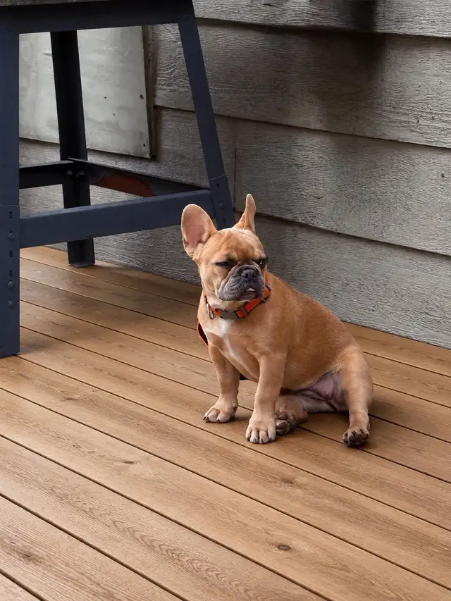 Bouledogues Français –  Disponibles