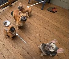 Bouledogues Français –  Disponibles - Photo 2