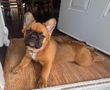 Bouledogues Français –  Disponibles - Photo 4