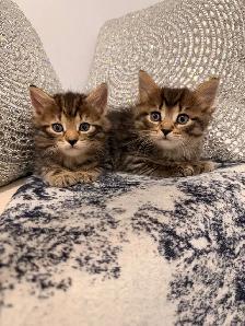 ⭐️❤️Siberian Kitten ❤️⭐️(647) 362-8118 - Photo 3