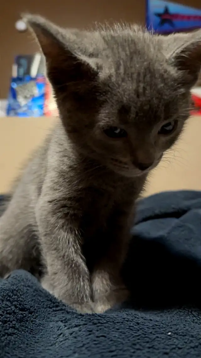 kittens for sale