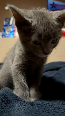 kittens for sale