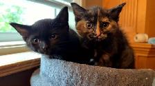 kittens for sale - Photo 2