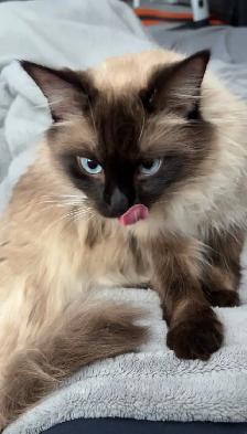 kittens for sale - Photo 3