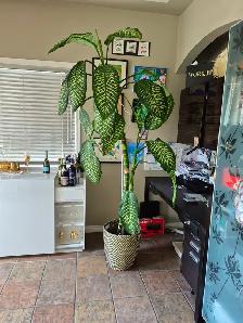 Dieffenbachia 7 foot house plant