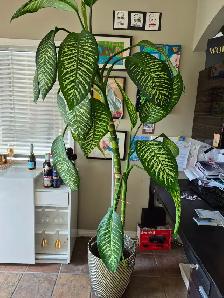 Dieffenbachia 7 foot house plant - Photo 2
