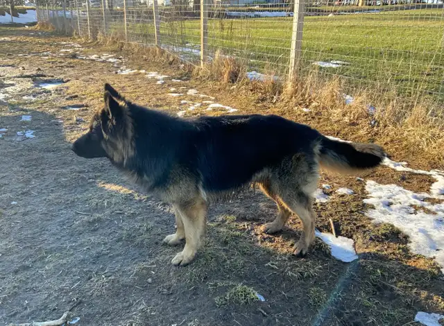 German Shepherd