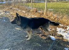 German Shepherd