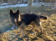 German Shepherd - Photo 2