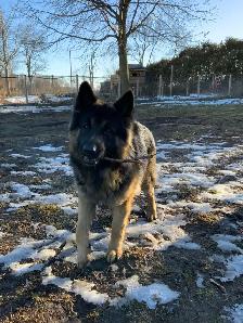 German Shepherd - Photo 3