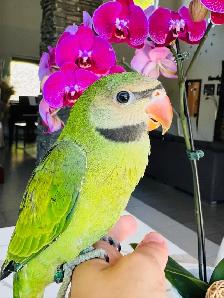 super friendly and handtame moustache Parakeet