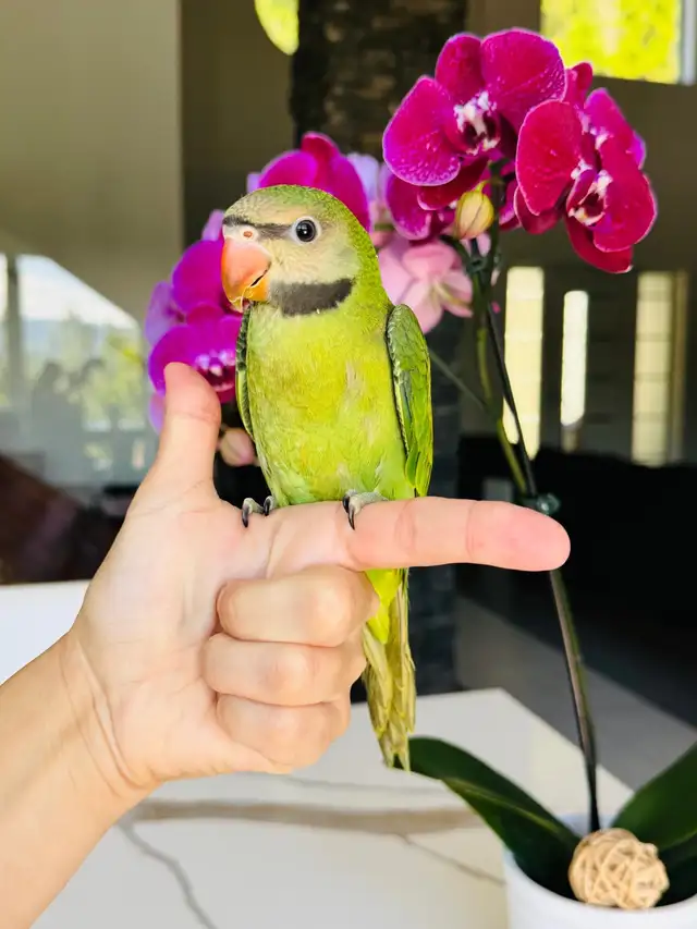 rare and handtame moustache Parakeet