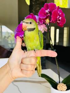 rare and handtame moustache Parakeet