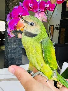 rare and handtame moustache Parakeet - Photo 3
