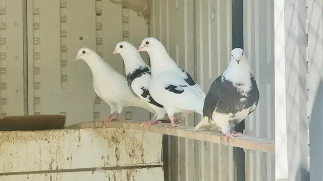 Homing Pigeons for Sale