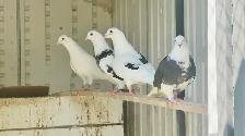 Homing Pigeons for Sale