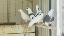 Homing Pigeons for Sale - Photo 2