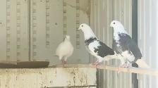 Homing Pigeons for Sale - Photo 3