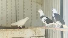 Homing Pigeons for Sale - Photo 4