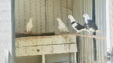 Homing Pigeons for Sale - Photo 5