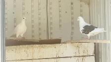 Homing Pigeons for Sale - Photo 6