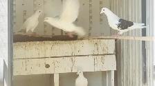 Homing Pigeons for Sale - Photo 7