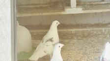 Homing Pigeons for Sale - Photo 8