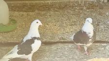 Homing Pigeons for Sale - Photo 9