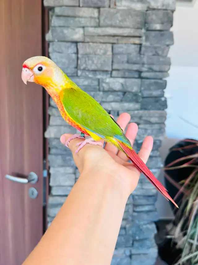 super friendly and handtame conure babies