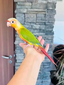 super friendly and handtame conure babies