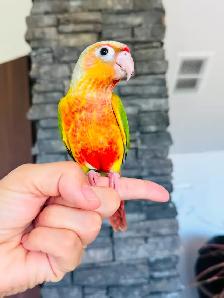super friendly and handtame conure babies - Photo 2