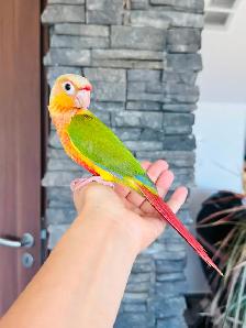 super friendly and handtame conure babies - Photo 3