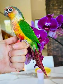 super friendly and handtame conure babies - Photo 4