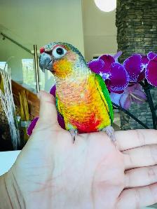 super friendly and handtame conure babies - Photo 6