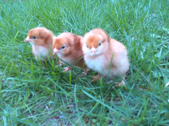 9 rhode island red chicks!!
