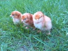 9 rhode island red chicks!!