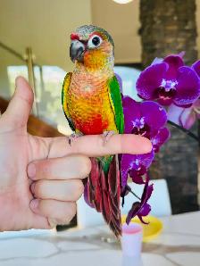 handtame and handfed conure babies - Photo 5